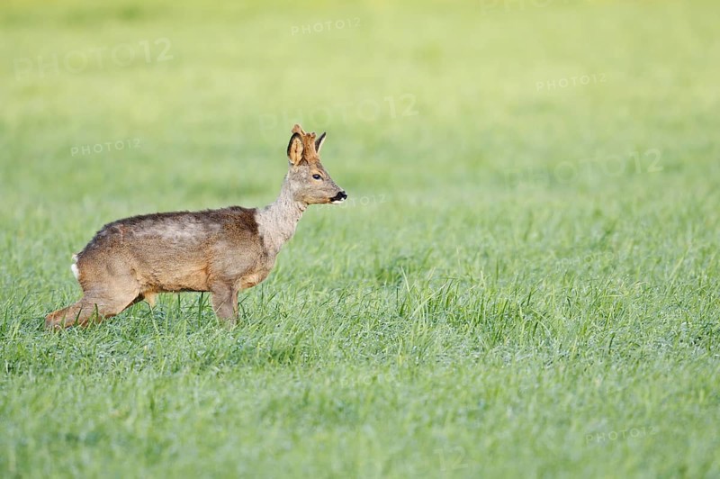 European roe deer (Capreolus capreolus), roebuck with velvet antlers standing in a meadow and urinating, North Rhine-Westphalia, Germany