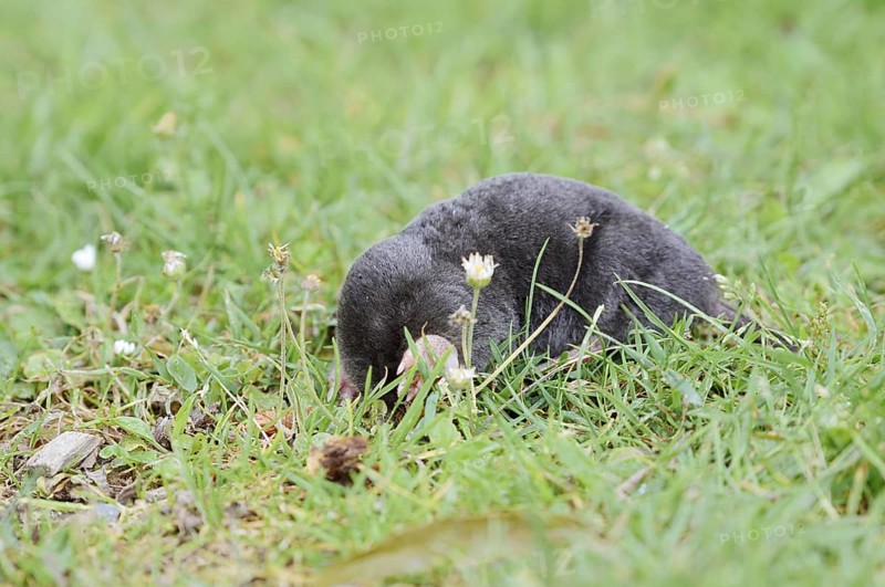 European mole (Talpa europaea) in a meadow, North Rhine-Westphalia, Germany