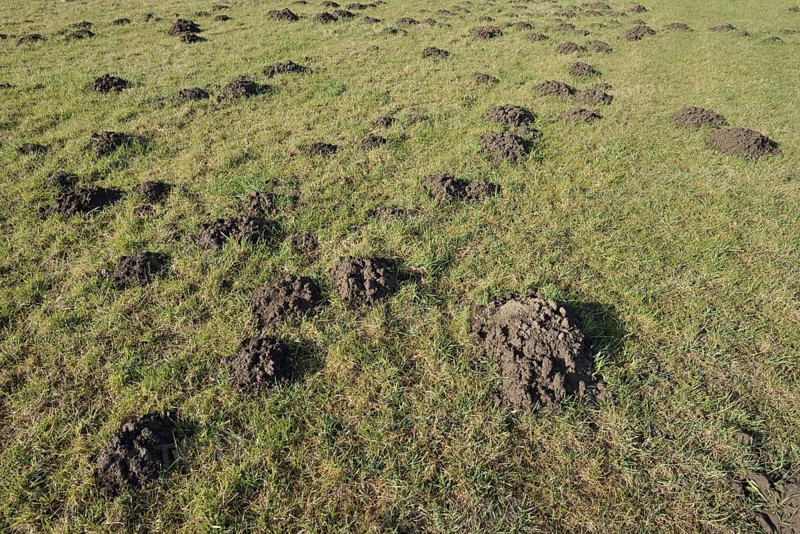 European mole (Talpa europaea), molehill in a meadow, North Rhine-Westphalia, Germany