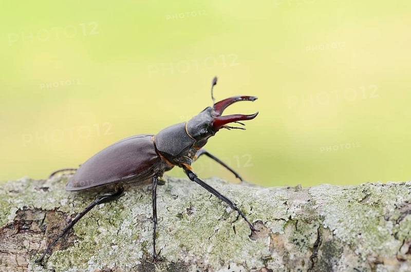 Stag beetle (Lucanus cervus), male, Normandy, France