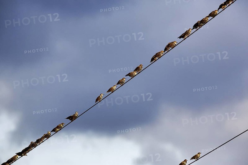 A flock of starlings (Sturnus vulgaris) sitting on a high-voltage power line, diagonally, Diepholz, Lower Saxony, Germany
