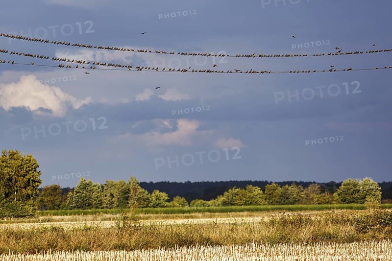 A flock of starlings (Sturnus vulgaris) sitting on a high-voltage cable, evening sky, Diepholz, Lower Saxony, Germany