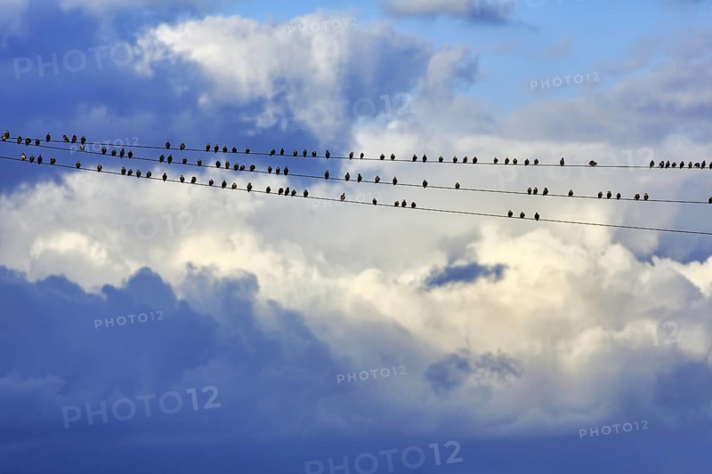A flock of starlings (Sturnus vulgaris) sitting on a high-voltage power line, dramatic cloudy sky, Diepholz, Lower Saxony, Germany