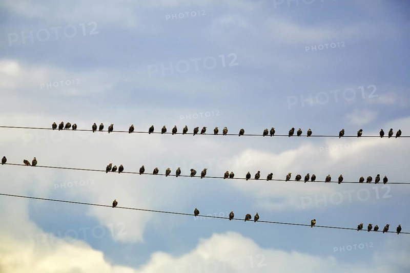 A flock of starlings (Sturnus vulgaris) sitting on a high-voltage power line, Diepholz, Lower Saxony, Germany