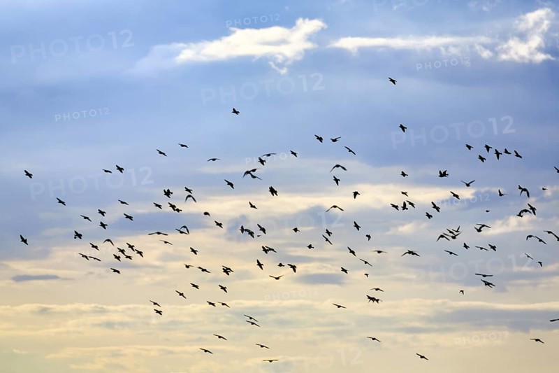 A flock of soaring starlings (Sturnus vulgaris) in the evening sky, Diepholz, Lower Saxony, Germany