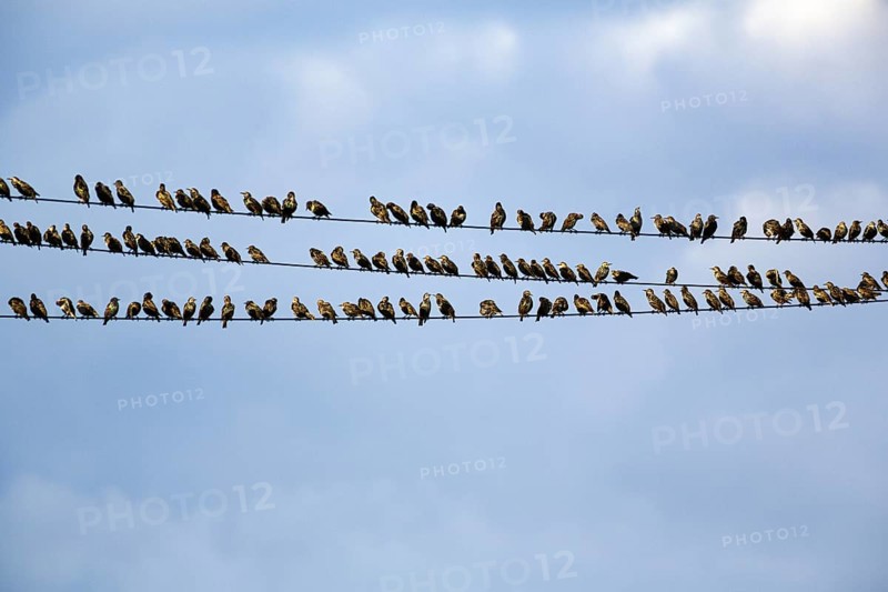 A flock of starlings (Sturnus vulgaris) sitting lined up on a high-voltage power line, Diepholz, Lower Saxony, Germany