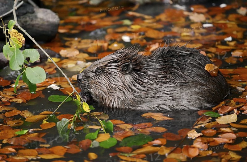 European beaver (Castor fiber), young animal feeding on a branch in the water, autumn, North Rhine-Westphalia, Germany