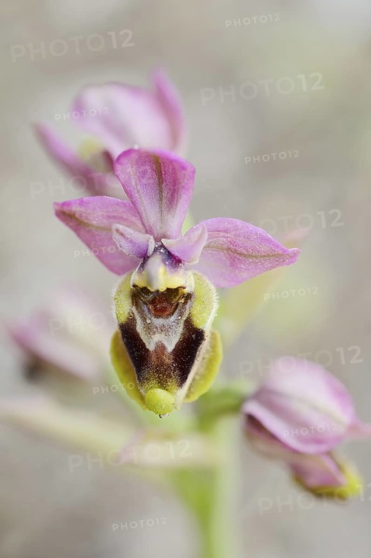 Wasp ragwort (Ophrys tenthredinifera), flower, Majorca, Balearic Islands, Spain