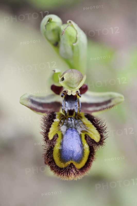 Mirror orchid (Ophrys speculum), flower, Majorca, Balearic Islands, Spain