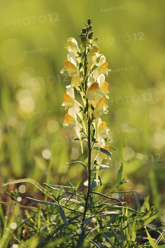 Common toadflax or lesser snapdragon (Linaria vulgaris), inflorescence, North Rhine-Westphalia, Germany