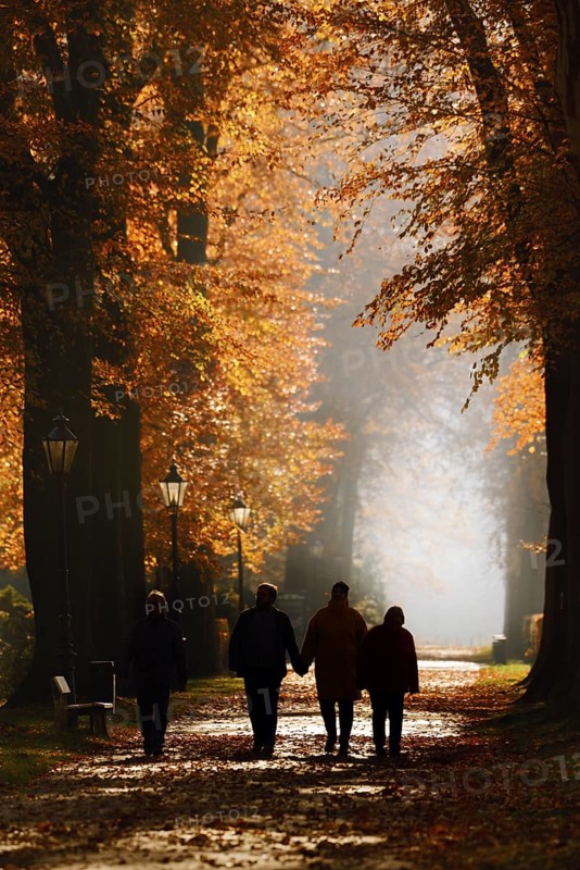 Walkers on an avenue with copper beeches (Fagus sylvatica) in the morning light, autumn, North Rhine-Westphalia, Germany