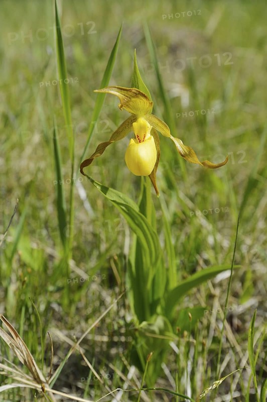 Lady's slipper (Cypripedium parviflorum var. pubescens), flower, Jasper National Park, Alberta, Canada