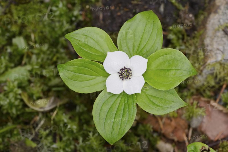 Canadian dogwood (Cornus canadensis), flower and leaves, Wells Gray Provincial Park, British Columbia, Canada