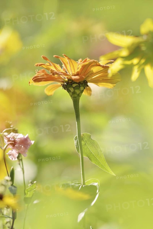 Zinnia (Zinnia elegans, Zinnia violacea), flower, ornamental plant, North Rhine-Westphalia, Germany