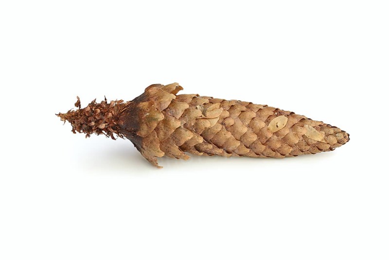 European spruce (Picea abies), cones gnawed by a squirrel (Sciurus vulgaris) against a white background