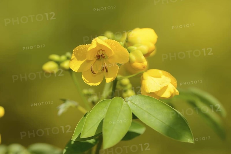 Spice bark or Argentine senna (Senna corymbosa), flowers and leaves