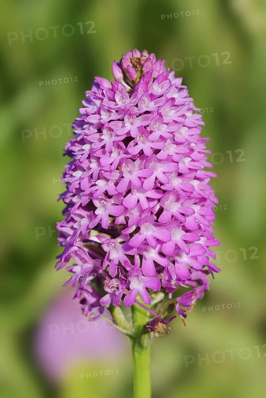 Pyramidal dogbane (Anacamptis pyramidalis), flowering, Normandy, France