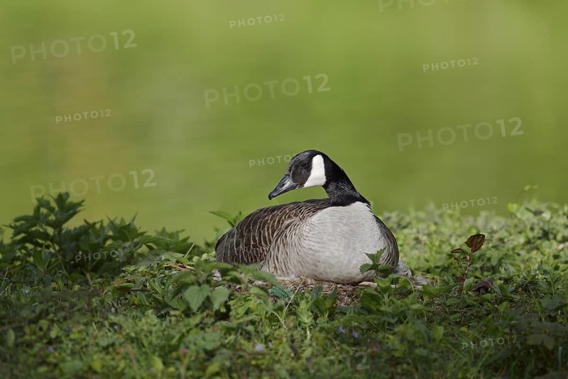 Canada goose (Branta canadensis) sitting brooding on the nest, North Rhine-Westphalia, Germany