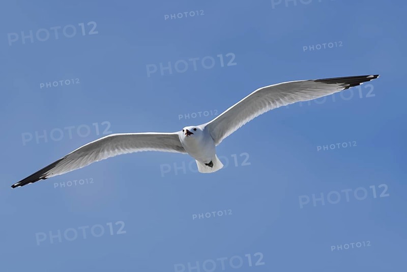 Audouin's Gull (Ichthyaetus audouinii, Larus audouinii) flying, Majorca, Balearic Islands, Spain