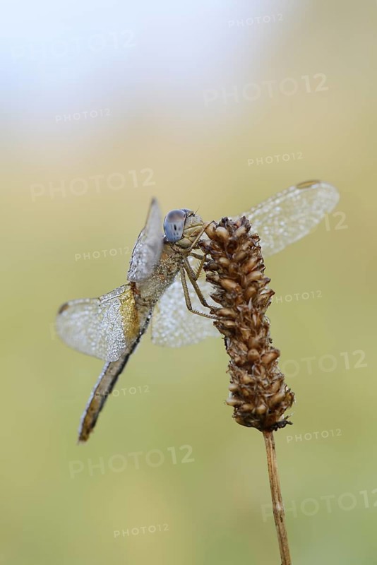 Scarlet Dragonfly (Crocothemis erythraea), female with dewdrops, North Rhine-Westphalia, Germany