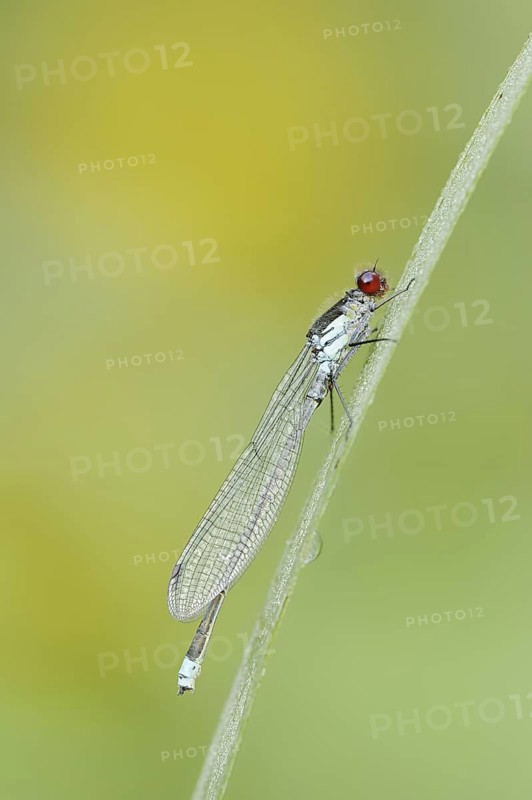 Red-eyed Damselfly (Erythromma najas), male, North Rhine-Westphalia, Germany