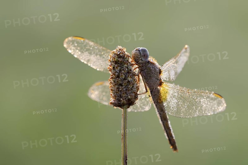 Scarlet Dragonfly (Crocothemis erythraea), female in backlight, North Rhine-Westphalia, Germany