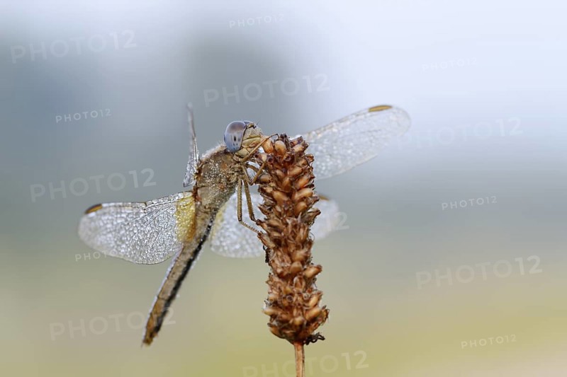 Scarlet Dragonfly (Crocothemis erythraea), female with dewdrops, North Rhine-Westphalia, Germany