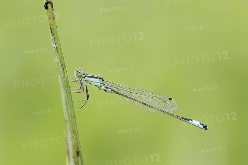 Blue-tailed damselfly (Ischnura elegans), male, North Rhine-Westphalia, Germany