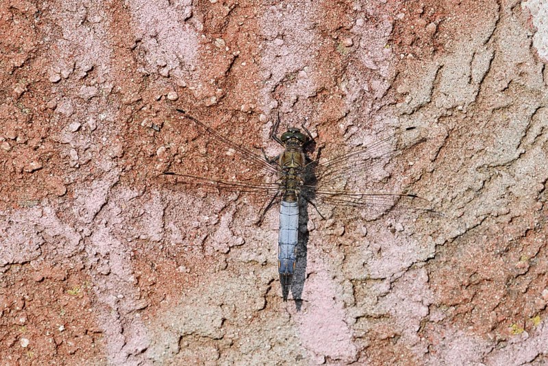 Black-tailed Skimmer (Orthetrum cancellatum), male, North Rhine-Westphalia, Germany