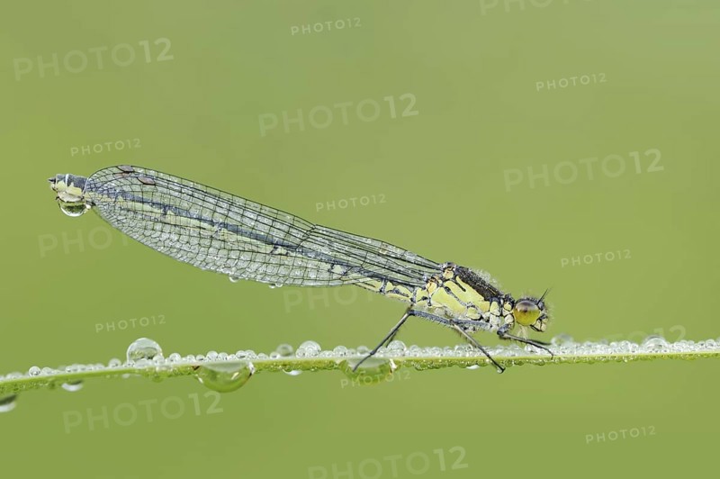 Red-eyed Damselfly (Erythromma najas), female with dewdrops, North Rhine-Westphalia, Germany