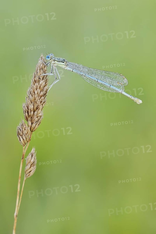 White-legged damselfly or common damselfly (Platycnemis pennipes), female, North Rhine-Westphalia, Germany