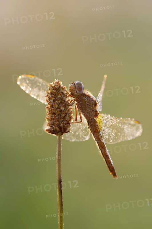 Scarlet Dragonfly (Crocothemis erythraea), female against the light at sunrise, North Rhine-Westphalia, Germany