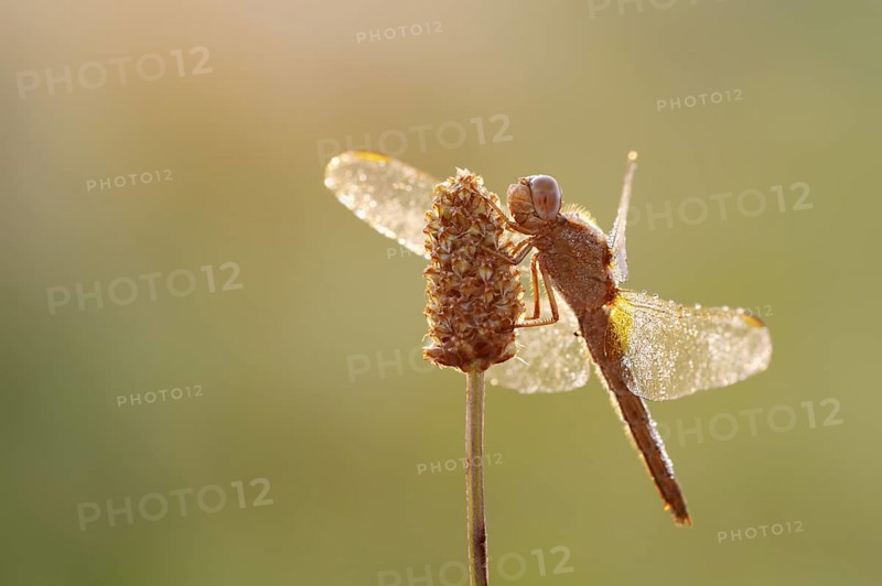 Scarlet Dragonfly (Crocothemis erythraea), female against the light at sunrise, North Rhine-Westphalia, Germany