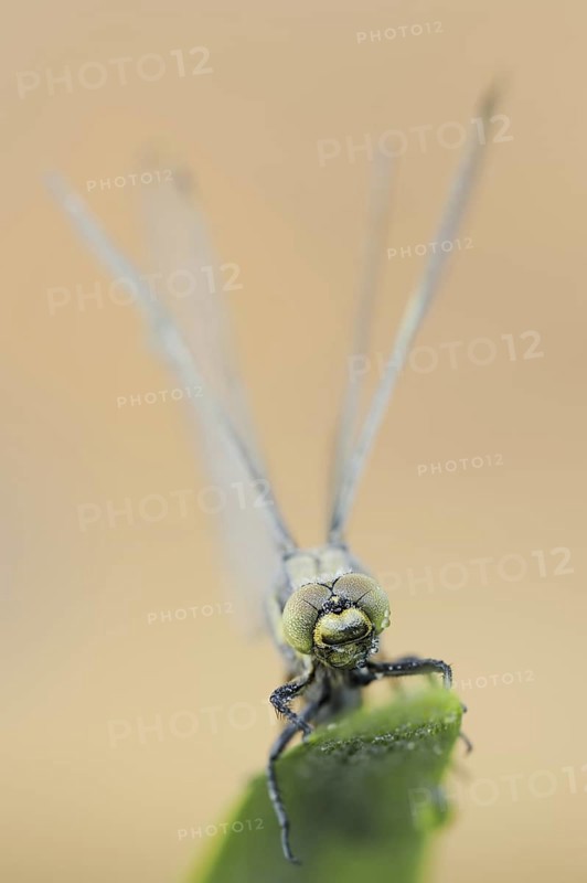 Black-tailed Skimmer (Orthetrum cancellatum), female, North Rhine-Westphalia, Germany