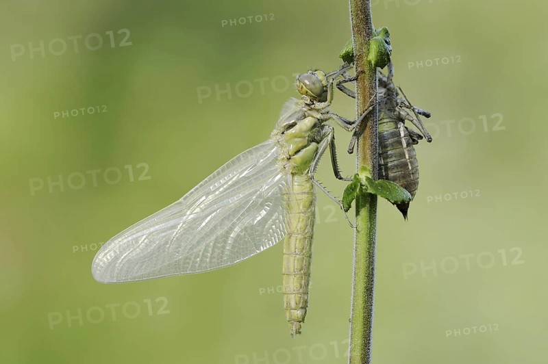 Black-tailed Skimmer (Orthetrum cancellatum), freshly hatched with exuvia, North Rhine-Westphalia, Germany
