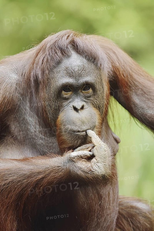 Bornean orangutan (Pongo pygmaeus), female, captive, occurring on Borneo