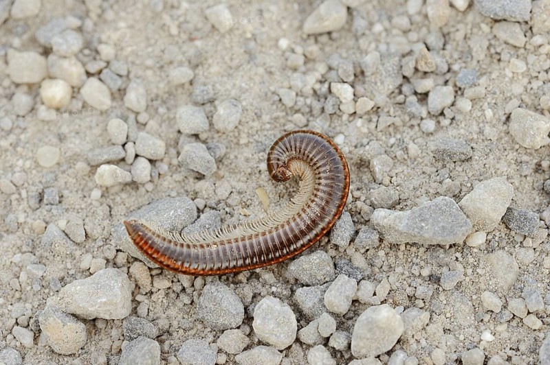 Sandstripe millipede or common two-stripe millipede (Ommatoiulus sabulosus), North Rhine-Westphalia, Germany