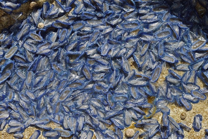 Sail jellyfish (Velella velella, Velella lata) on a stone in a tidal pool, Majorca, Balearic Islands, Spain