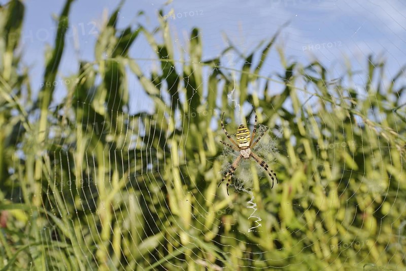Wasp spider (Argiope bruennichi), female in a web at the edge of a maize field, North Rhine-Westphalia, Germany