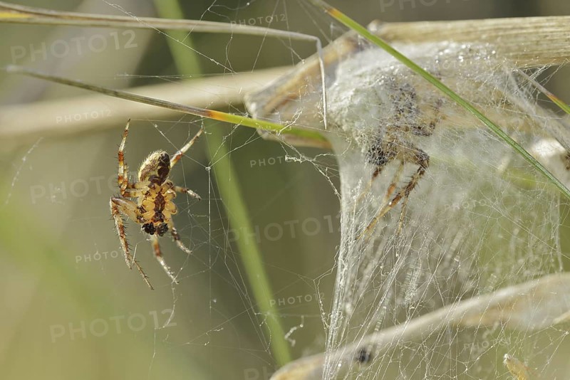 Four-spotted cross spider (Araneus quadratus), male and female, North Rhine-Westphalia, Germany