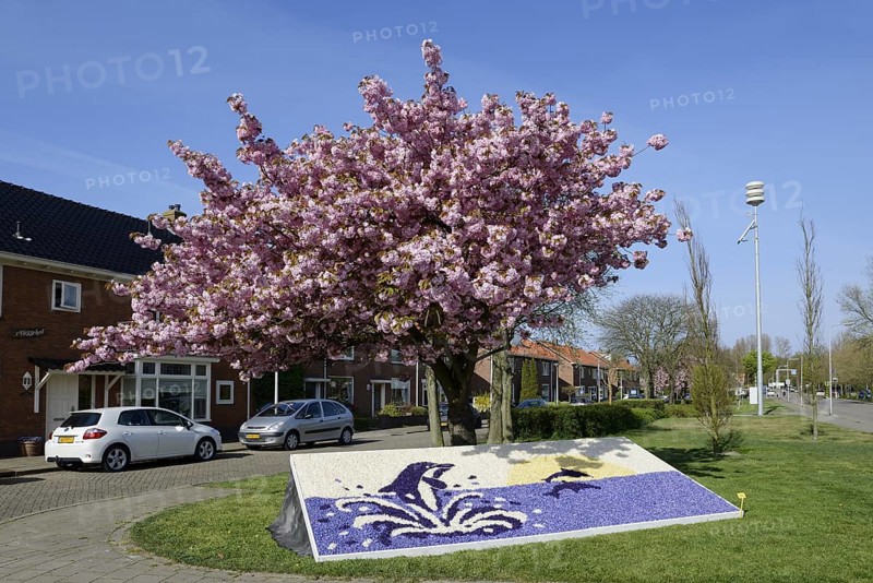 Floral mosaic of hyacinth blossoms and blooming Japanese flowering cherry (Prunus serrulata), De Zilk, South Holland, Netherlands