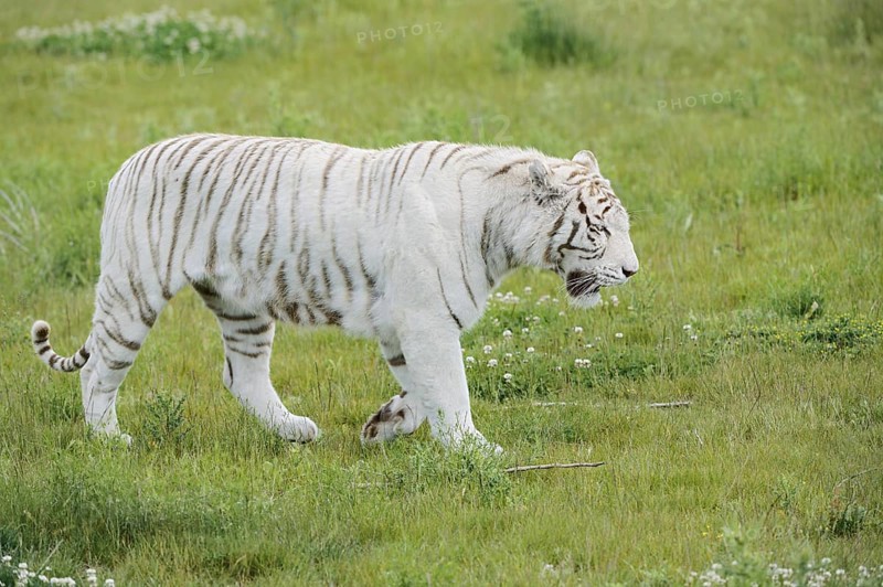 White Bengal tiger (Panthera tigris tigris) walking in a meadow, captive