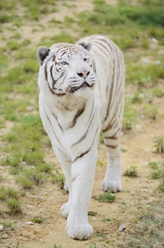 White Bengal Tiger (Panthera tigris tigris), captive