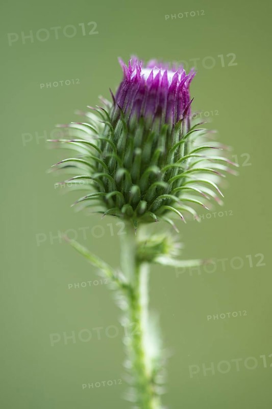 Creeping thistle (Cirsium vulgare), Emsland, Lower Saxony, Germany