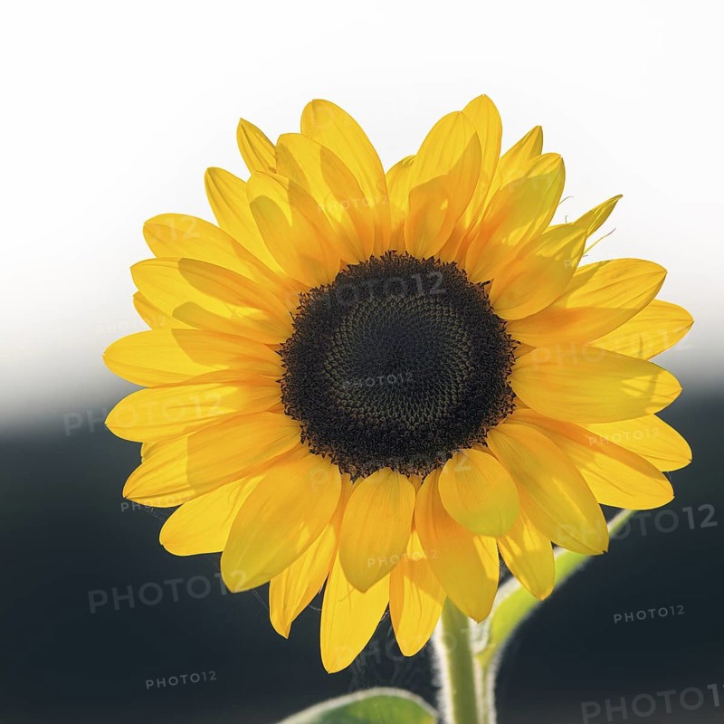 Common sunflower (Helianthus annuus), bright yellow, close-up, Marienmünster, Weserbergland, Germany