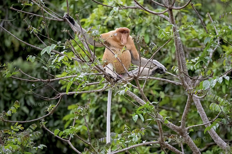 Proboscis monkey (Nasalis larvatus), male, Kota Kinabatangan, Sabah, Malaysia