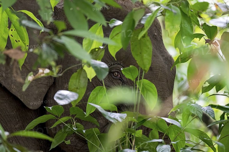 Borneo pygmy elephant (Elephas maximus borneensis), Kota Kinabatangan, Sabah, Malaysia