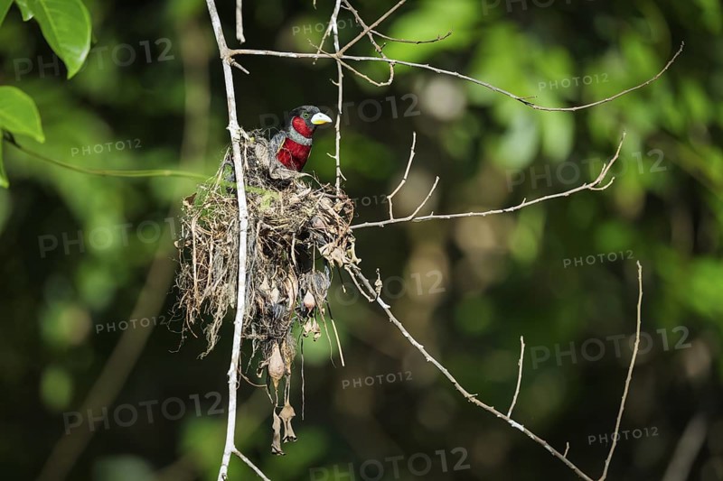 Crimson Broadbill (Cymbirhynchus macrorhynchos), Kota Kinabatangan, Sabah, Malaysia