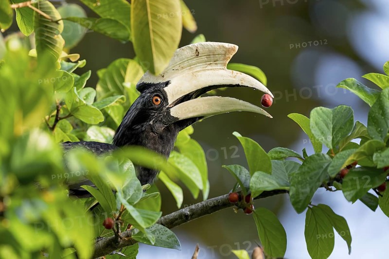 Malayan hornbill (Anthracoceros malayanus), Sandakan, Sabah, Malaysia