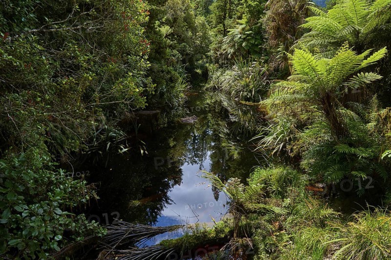 Dense jungle with small watercourse, reflections in the water, summer, Lake Matheson, Fox Glacier, South Island, New Zealand